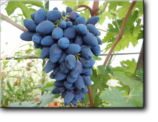 Викинг — столовая гибридная форма винограда очень раннего срока созревания (100 – 110 дней)